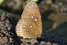 Eucosma tocullionana - Gemeiner Indischer Tiger
